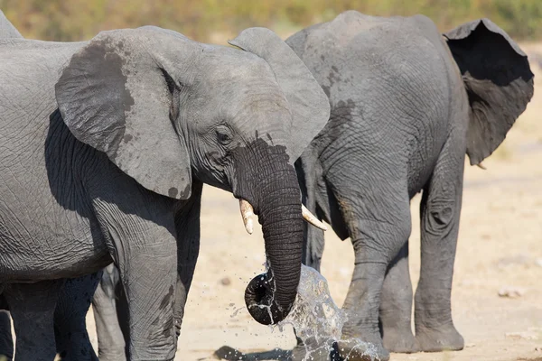 코끼리 음주와 건조 하 고 뜨거운 날에 물이 튀는 — 스톡 사진