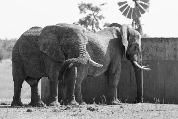 Two huge elephant bulls stand close to reservoir artistic conver — Stock Photo, Image