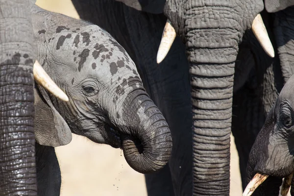 Elephant calf drinking water on dry and hot day — Stock Photo, Image