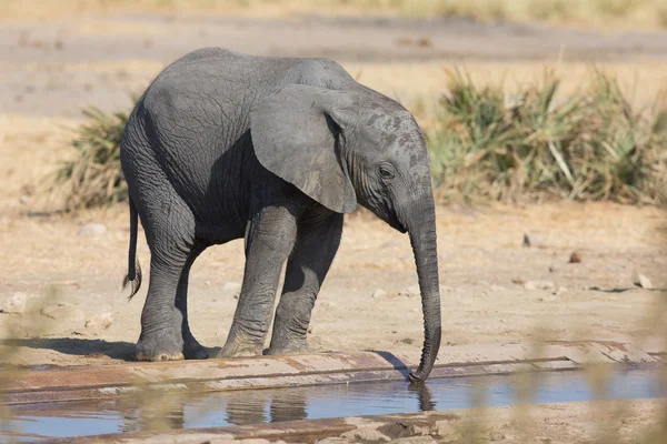 Bezerro de elefante água potável em dia seco e quente — Fotografia de Stock
