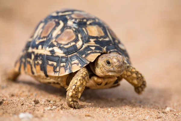 Leopard tortoise walking slowly on sand with protective shell — Stock Photo, Image