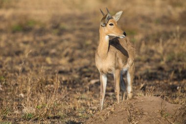 Yanmış çim yeşil lahanası seyir üzerinde tek başına duran reedbuck
