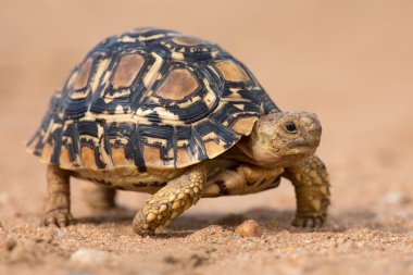 Leopar kaplumbağa yavaş yavaş kum ile koruyucu kabuk üzerinde yürüyen