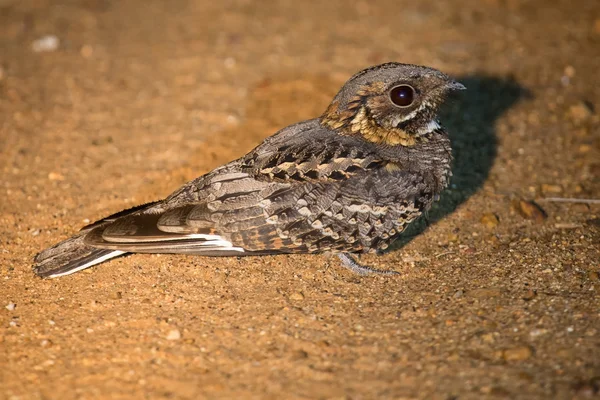 Vurige Rondbodemkolf nachtzwaluwen zittend op weg in het middelpunt van de belangstelling bij nacht — Stockfoto