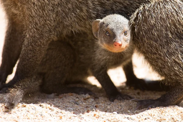 Banded mongoose baby hides under mother for protection — Stock Photo, Image