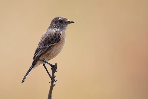 Common stone chat sit on a twig on lovely soft brow background — Stock Photo, Image