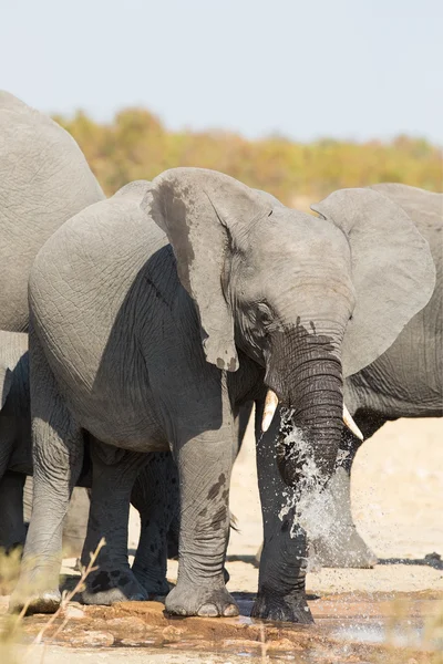 Elefante beber e espirrar água no dia seco e quente — Fotografia de Stock