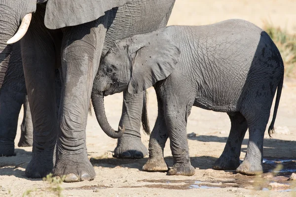 Elephant calf drinking water on dry and hot day — Stock Photo, Image