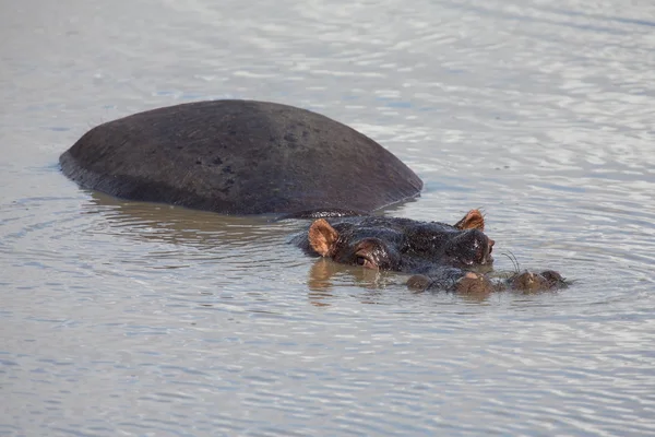 Famiglia di ippopotami che riposano in acqua in una giornata calda — Foto Stock