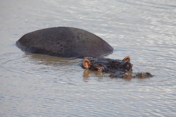 Family of hippos resting in water on a hot day — Stock Photo, Image