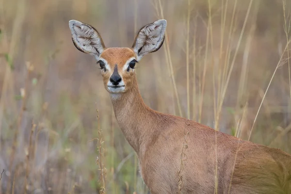 Alarmierter Steenbock weidet vorsichtig verbranntes Gras — Stockfoto