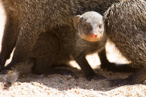 Zebramangoeste baby huiden onder moeder voor bescherming Rechtenvrije Stockfoto's