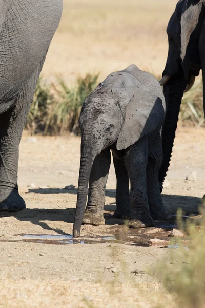 Bezerro de elefante água potável em dia seco e quente — Fotografia de Stock