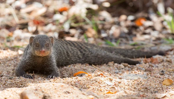 Merkede mungoer hviler flatt på sand – stockfoto