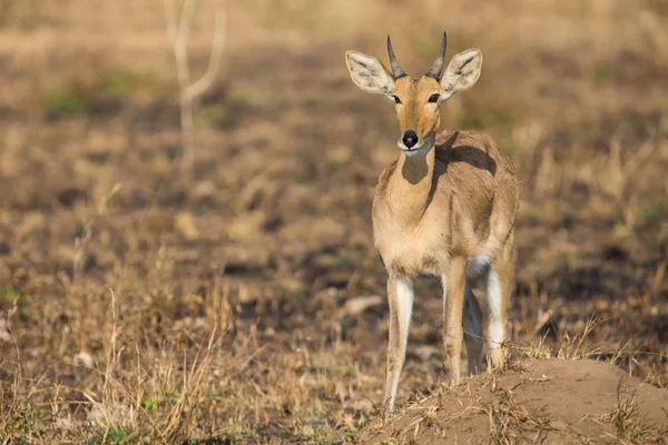Reedbuck standing alone on burnt grass looking at green sprouts — Stock Photo, Image