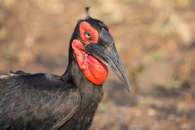 Kara Kartallar yakın çekim kırmızı yüz ve büyük bill ile