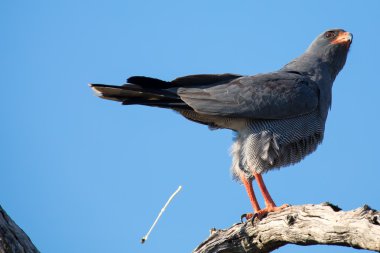 Levrek görünümlü güzel koyu ilahi çakır kuşu erkek sit