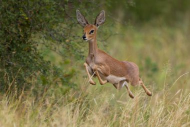 Single alert steenbok running away from danger in grass clipart