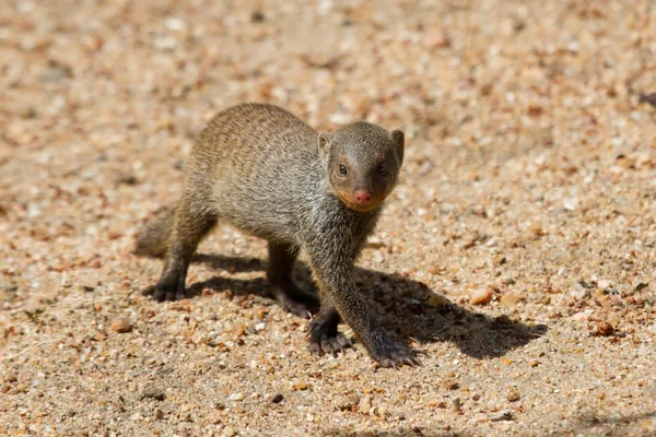Banded mongoose bebé caminar solo sobre arena — Foto de Stock