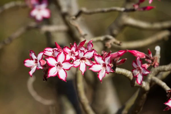 Impala lily närbild med bakgrunden hamnar ur fokus — Stockfoto