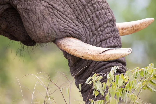 Dettaglio primo piano denti e bocca elefante — Foto Stock