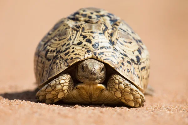 Želva leopardí pomalu chůzi na písku s ochrannou skořápku — Stock fotografie