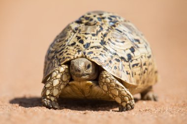 Leopar kaplumbağa yavaş yavaş kum ile koruyucu kabuk üzerinde yürüyen