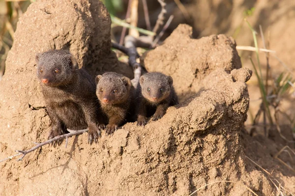 Dwerg mangoeste familie genieten van de veiligheid van een hol — Stockfoto