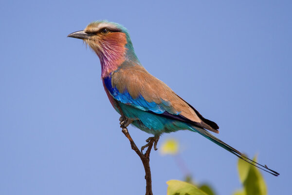 Жареная рыба, сидящая на окуне, охотится на меня
