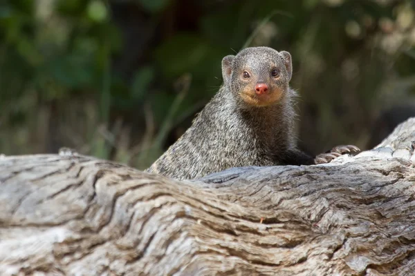 Banded mongoose é um vigia no toco da árvore — Fotografia de Stock