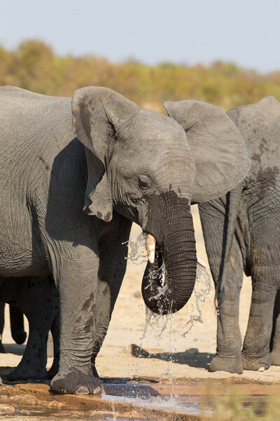 Elephant drinking and splashing water on a dry and hot day