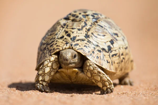 Leopard tortoise walking slowly on sand with protective shell