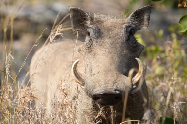 Warthog büyük dişleri kısa otların arasında yürüyüş ile