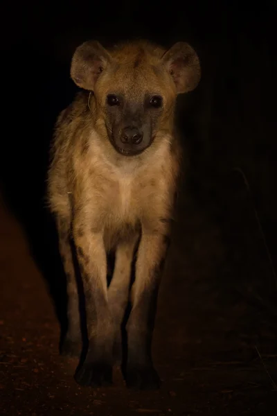 Miedo hiena acercarse fuera de la oscuridad para buscar comida —  Fotos de Stock