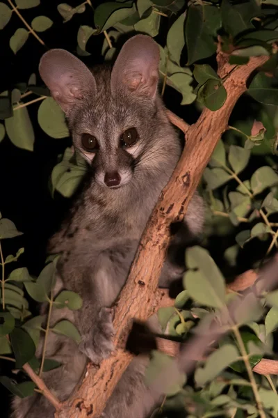 Genet with spots hiding in tree at night — Stock Photo, Image