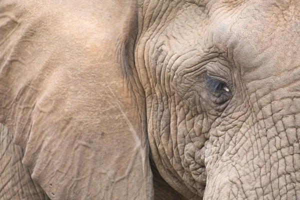 Elefante cabeça e olho close-up detalhe — Fotografia de Stock