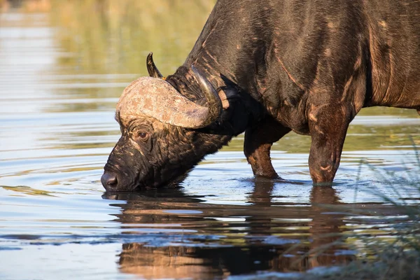 Toro de búfalo del Cabo sediento agua potable del estanque —  Fotos de Stock