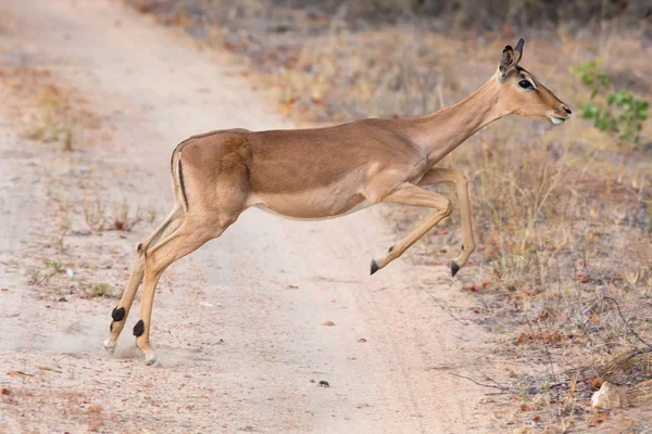 Female impala doe running and jumping away from danger — Stock Photo, Image