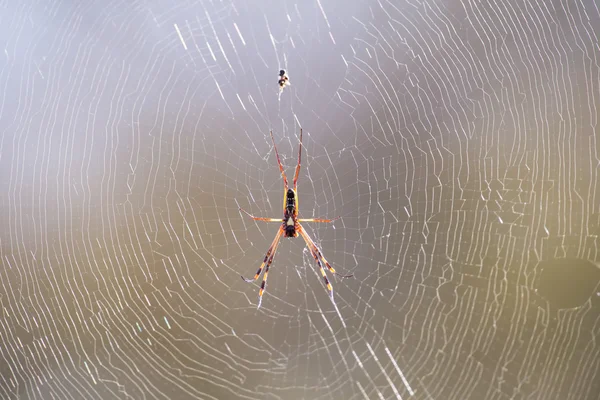 Gouden orb spin zitten op een web wachten voor insecten in de ochtend su — Stockfoto