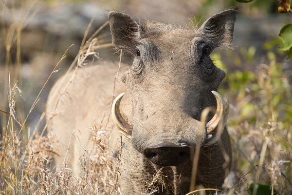 Warthog con grandi denti che camminano tra erba corta — Foto Stock