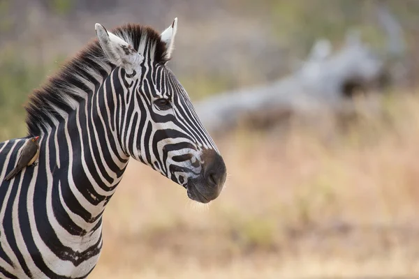 Zebra porträtt i färg foto med huvuden närbild — Stockfoto