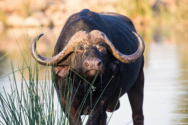 Toro de búfalo del Cabo sediento agua potable del estanque — Foto de Stock