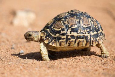 Leopard tortoise walking slowly on sand with protective shell clipart
