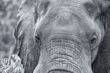 Fil kafa ve göz yakın çekim ayrıntılı sanatsal dönüştürme