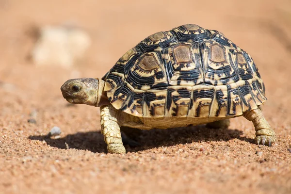 Leopard schildpad langzaam lopen op zand met beschermende shell — Stockfoto