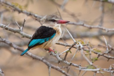Dikenli dalda oturan kahverengi kukuletalı kingfisher