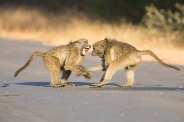 Young baboons playing in a road late afternoon before going back