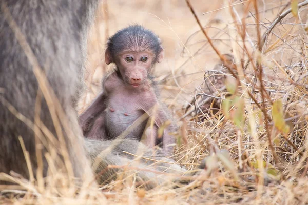 Baby baviaan dicht bij moeder in gras voor veiligheid — Stockfoto