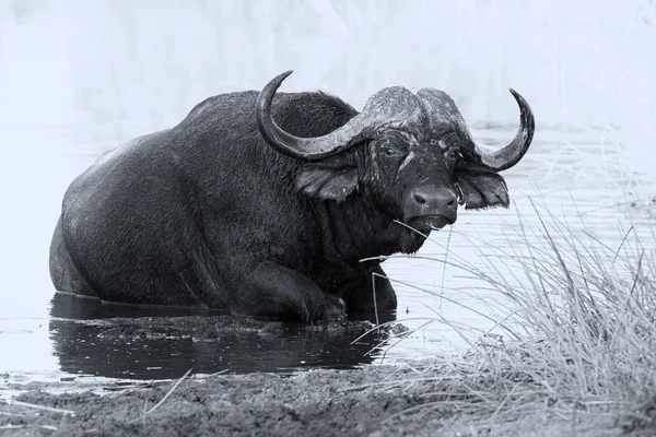 Tired Cape buffalo bull rolling in water pond to cool down artis — Stock Photo, Image