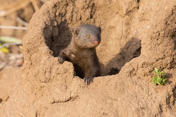 Dwerg mangoeste familie genieten van de veiligheid van hun hol — Stockfoto